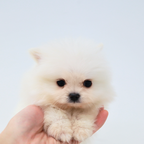 포메라니안