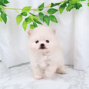 포메라니안