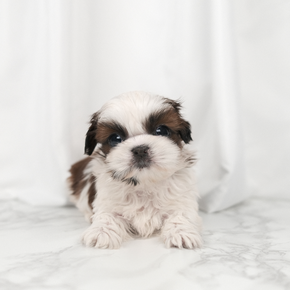 시츄