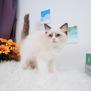 랙돌