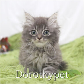 노르웨이숲