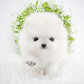 포메라니안