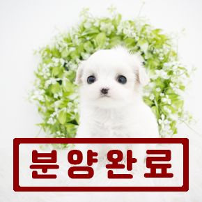 말티푸