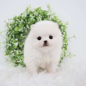 포메라니안
