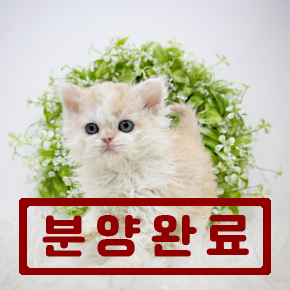 셀커크렉스