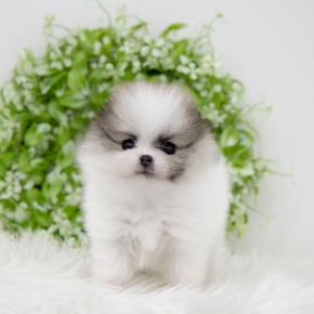 포메라니안