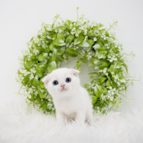 스코티쉬폴드