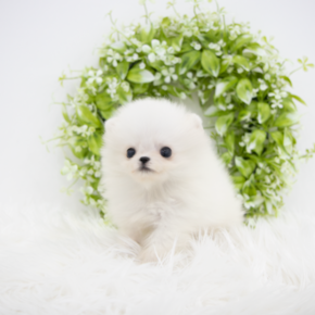 포메라니안