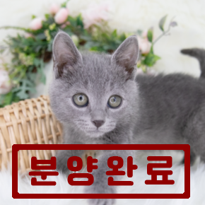 러시안블루