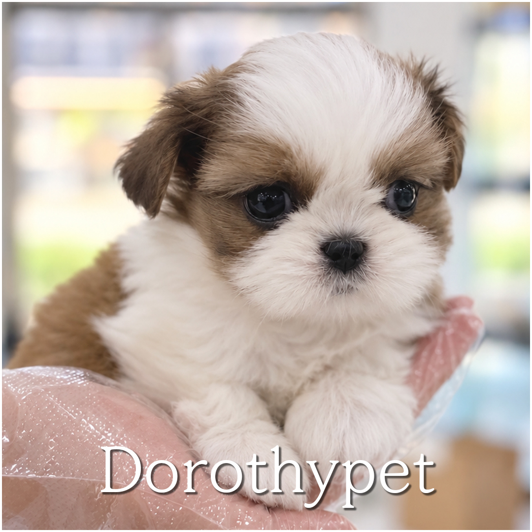 시츄
