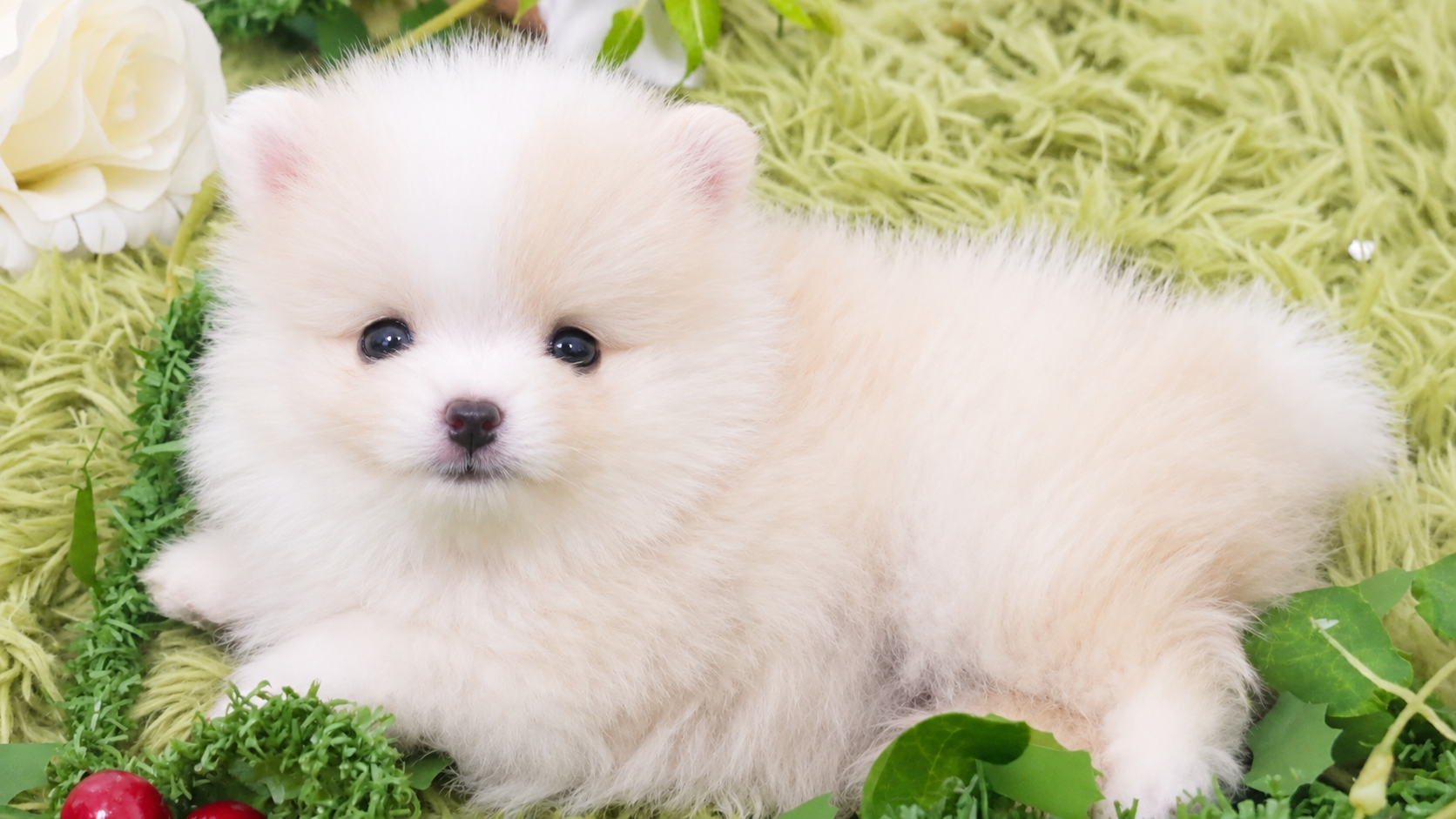포메라니안