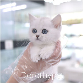 브리티쉬숏헤어