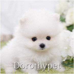 포메라니안