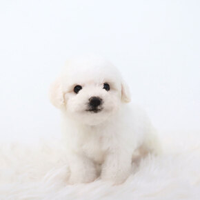 비숑