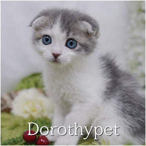 스코티쉬폴드